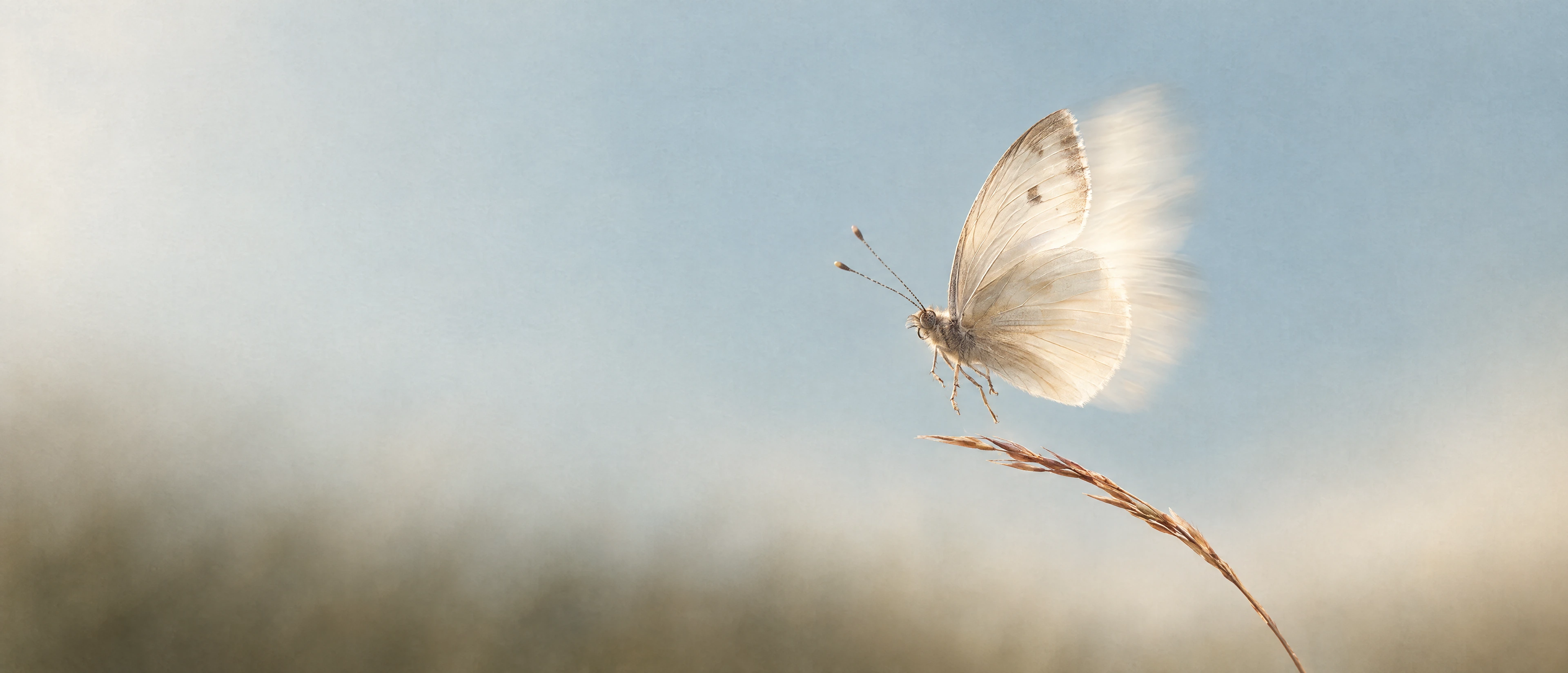 An ivory butterfly taking flight above a delicate grass stem.