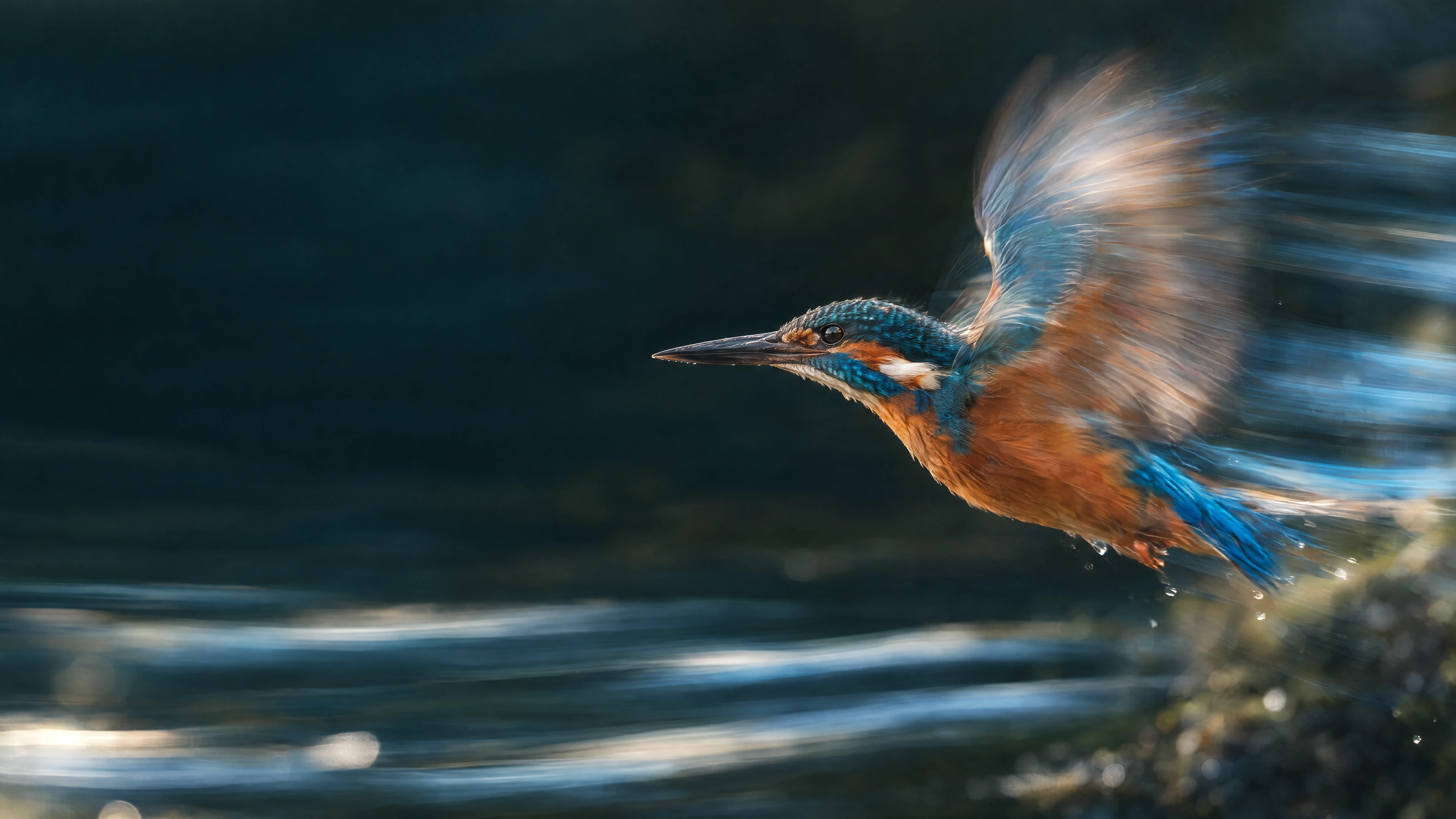 A kingfisher in flight over a dark blue river, its wings trailing motion.